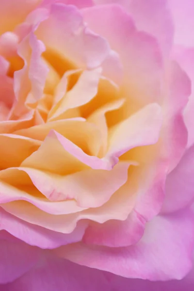 Immagine Sfocata Petali Rosa Vista Orizzontale Primo Piano Bella Texture — Foto Stock