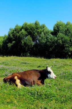 Çiçek tarlasında uyuyan benekli bir ineğin resmi. İnek, çayır, çiçekler, mavi gökyüzü, dikey görünüm.