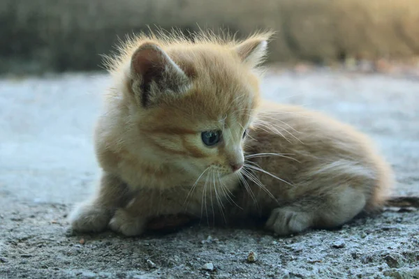 Aranyos Kiscica Szabadban Háziállatok Macskák Állatok Napi Koncepciója — Stock Fotó