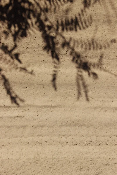 ภาพเบลอของเงาท สวยงามของพ ชบนทราย นหล งธรรมชาต แบบนามธรรม ธรรมชาต แนวค ดการเด นทาง รูปภาพสต็อก