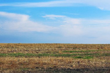 Güzel bir doğa geçmişi var. Buğday tarlası ve mavi gökyüzü arka planı. Muhteşem manzara..