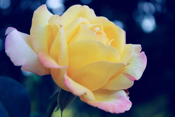 Mooie Gele Roos Wazige Achtergrond Prachtige Botanische Schoonheid Achtergrond Een — Stockfoto