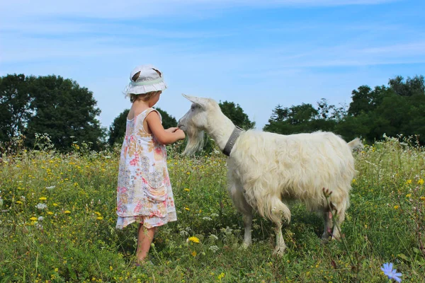 Cute Little Girl Zabawy Dorosłym Białym Kozłem Widok Poziomy Ludzie — Zdjęcie stockowe