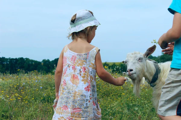 Keçiyle Oynayan Çocuklar Yatay Görüş Kırpılmış Atış Hayvanlar Çocuklar Çocukluk — Stok fotoğraf