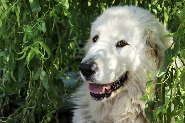 Image Floue Chien Berger Blanc Regardant Travers Les Feuilles Vertes — Photo