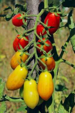 Bir dal kırmızı olgun domates, kırpılmış atış. Bahçıvanlık, doğa, hasat kavramı.