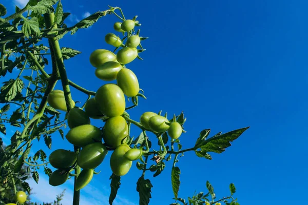 Green tomatoes growing outside. Food, harvesting concept. Greeen tomatoes, close up view.