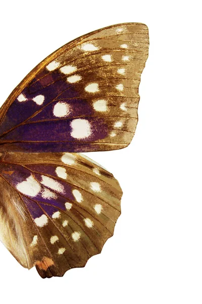 Beyaz arka planda izole edilmiş kelebek kanatları, böcek konsepti. Sasakia Charonda kelebeği, kırpılmış atış. 