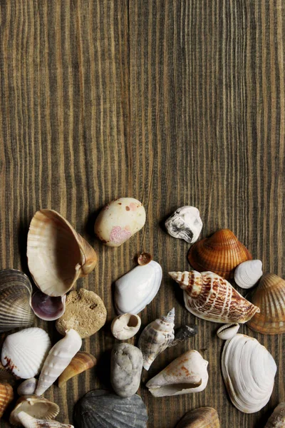 白色和棕色的海贝壳在棕色的木制背景 顶部视图 度假概念 — 图库照片