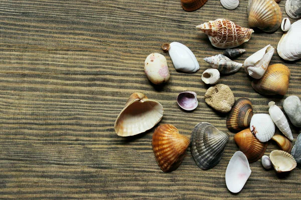 白色和棕色的海贝壳在棕色的木制背景 顶部视图 度假概念 — 图库照片