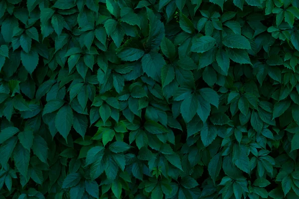 Feuilles Vertes Texture Toile Fond Beau Fond Naturel Schéma Naturel — Photo