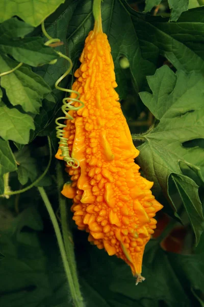 Acı kavun, dikey görüş. Güzel bir doğa geçmişi var. Turuncu momordika, yeşil yapraklar..