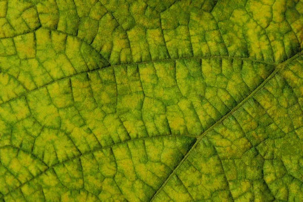 Wazig Beeld Van Herfstblad Textuur Achtergrond Gehakt Van Groen Blad — Stockfoto