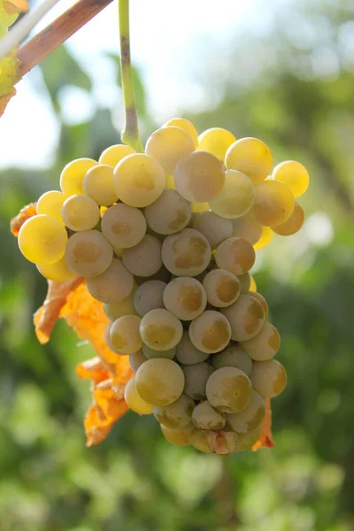 Bunch White Grapes Food Nature Harvest Concept — Stock Photo, Image