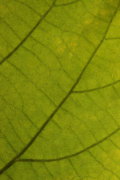 Niewyraźne Zielone Tło Tekstury Strzał Zielonego Liścia Abstrakcyjne Tło Natury — Zdjęcie stockowe