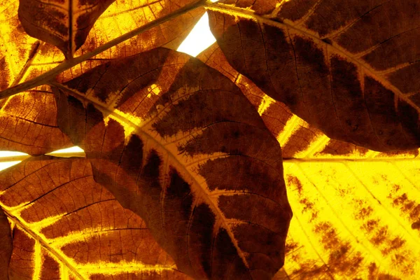 Rozmyty Obraz Jesiennego Tła Tekstury Liści Strzał Żółtego Liścia Jesień — Zdjęcie stockowe