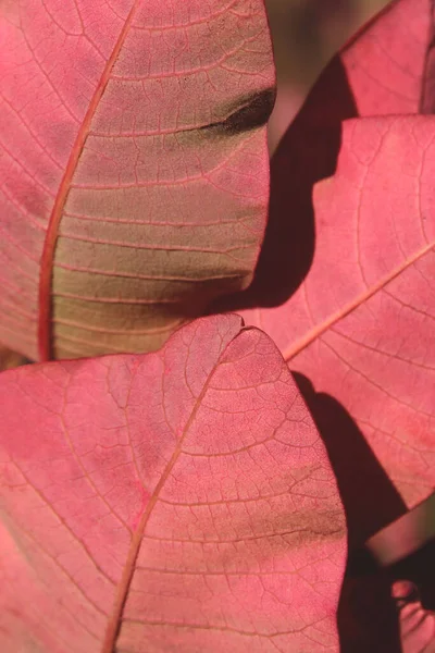 Suddig Bild Höstlöv Struktur Bakgrund Beskuren Bild Rosa Löv Fall Stockbild