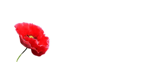 Rode Papaver Geïsoleerd Witte Achtergrond Mooie Bloem — Stockfoto