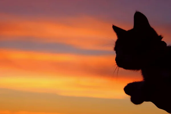 Silhouette De Chat Au Beau Coucher De Soleil Chat Mignon Sur La Route Fond De Coucher De Soleil Recherche De Chat Chaton Errant Regardant Merveilleusement Coucher De Soleil Journee Mondiale Des Animaux Concept Silhouette De Chat Au Beau Coucher De Soleil Chat Mignon Sur La Route Fond De Coucher De Soleil Recherche De Chat Chaton Errant Regardant Merveilleusement Coucher De Soleil Journee Mondiale Des Animaux Concept