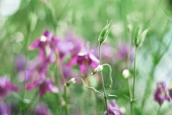 beautiful fairy-tale blurred background. purple flowers of Aquilegia. the watercolor effect.