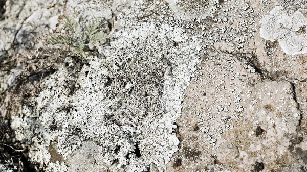 nature panoramic banner. texture background of lichen and plants growing on stones in the mountains.