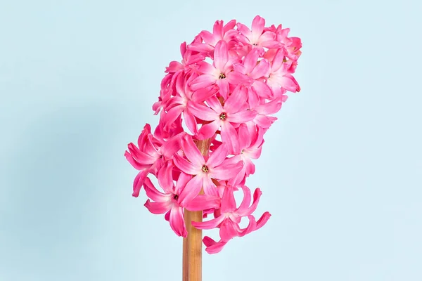 minimal flower composition. beautiful pink hyacinth on a blue background close-up. copy space.