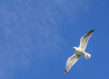 Beautifull martı uçuş, mavi gökyüzü arka plan beyaz bulutlar ile