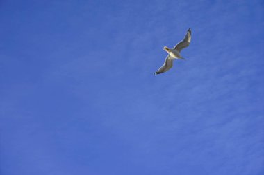 Beautifull martı uçuş, mavi gökyüzü arka plan beyaz bulutlar ile