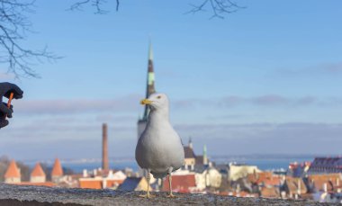 Estonya eski kasaba Tallinn önünde ayakta beyaz martı