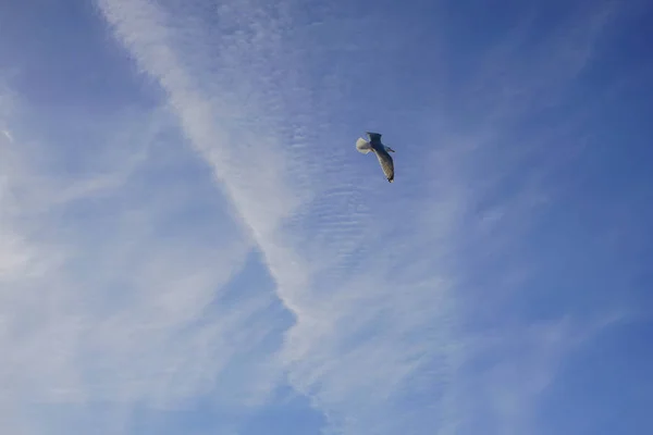 Belle Mouette Vole Ciel Bleu Avec Des Nuages Blancs Arrière — Photo