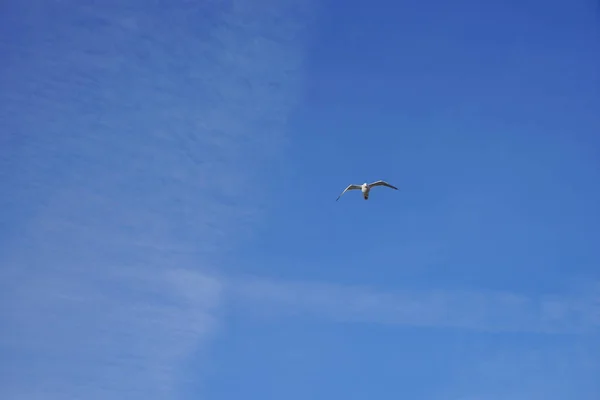 Gaivota Bonita Está Voando Céu Azul Com Nuvens Brancas Fundo — Fotografia de Stock