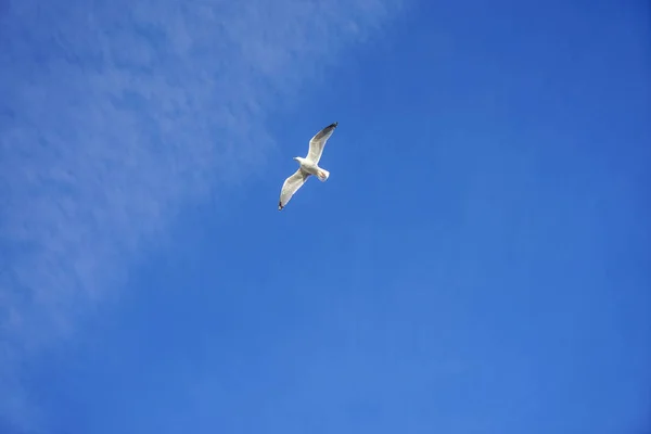 Belle Mouette Vole Ciel Bleu Avec Des Nuages Blancs Arrière — Photo