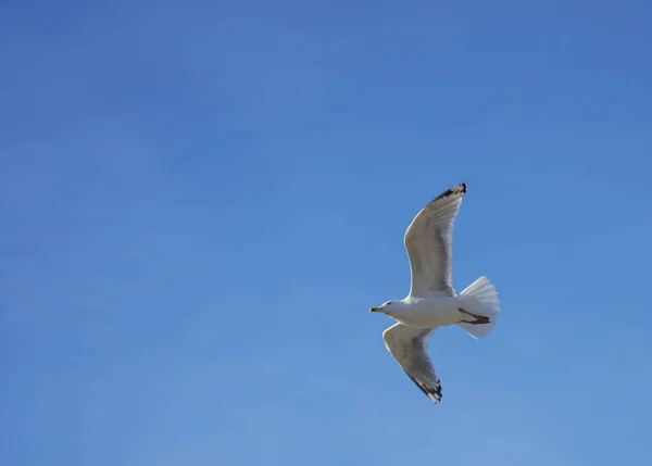 Belle Mouette Vole Ciel Bleu Avec Des Nuages Blancs Arrière — Photo