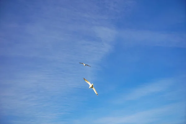 Красивая Чайка Летит Голубое Небо Белыми Облаками Заднем Плане — стоковое фото