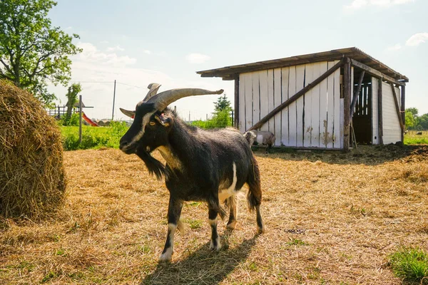 Hermosas Cabras Parque —  Fotos de Stock