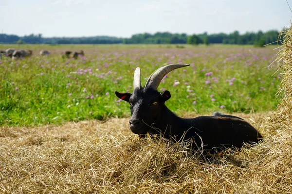 Hermosas Cabras Parque Imágenes De Stock Sin Royalties Gratis