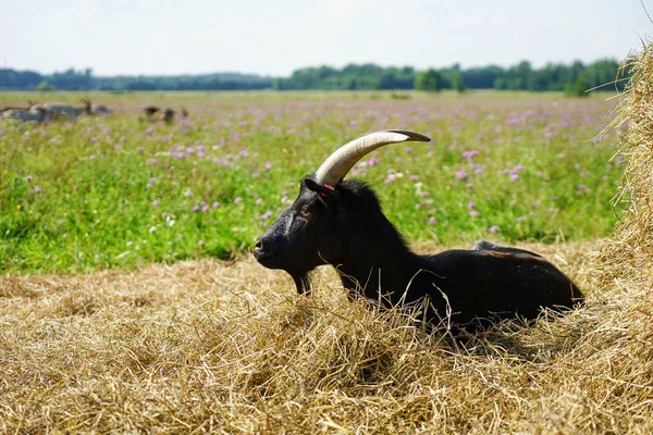 Hermosas Cabras Parque Fotos De Stock Sin Royalties Gratis