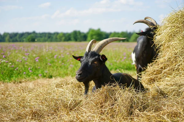 Hermosas Cabras Parque Fotos De Stock Sin Royalties Gratis