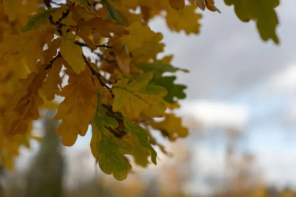 Hojas Otoño Árbol — Foto de Stock