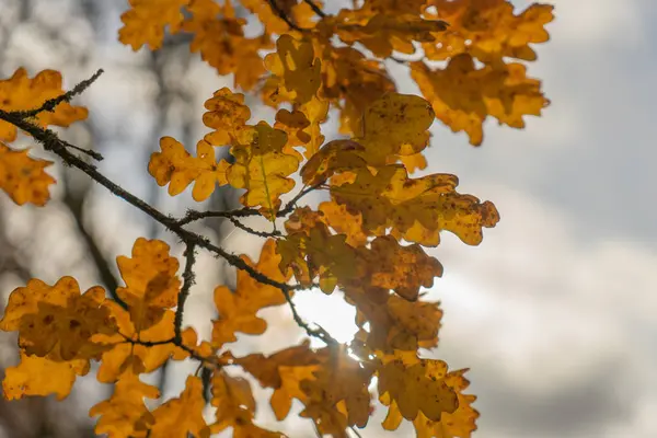 Hojas Otoño Árbol — Foto de Stock