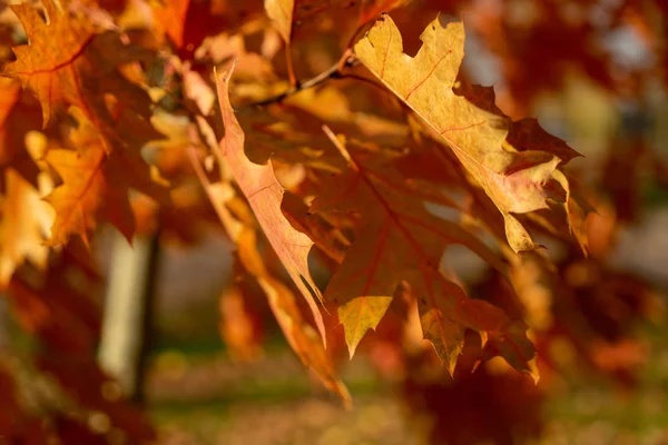 Hojas Otoño Árbol — Foto de Stock