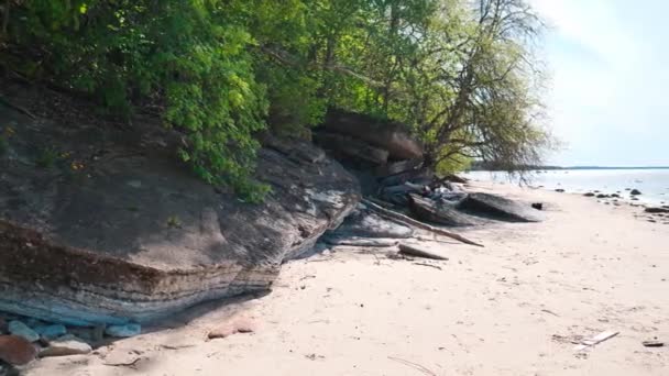 木のあるバルト海の海岸 — ストック動画