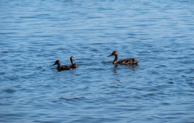 Baltık sırtında ördek yavruları