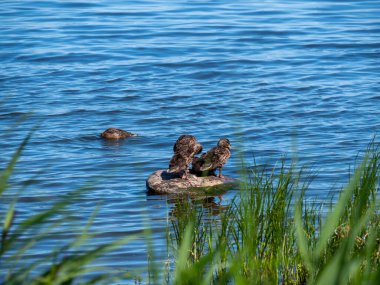 Baltık sırtında ördek yavruları