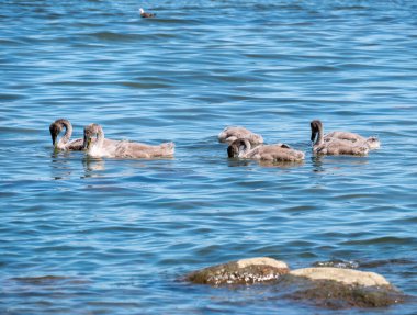 Denizde genç kuğular