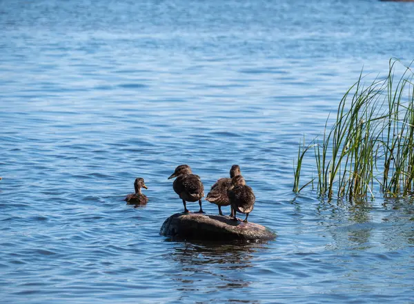 Ducklings Baltic — Stock Photo, Image