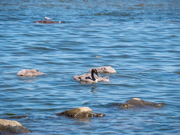 Cisnes Jóvenes Mar —  Fotos de Stock