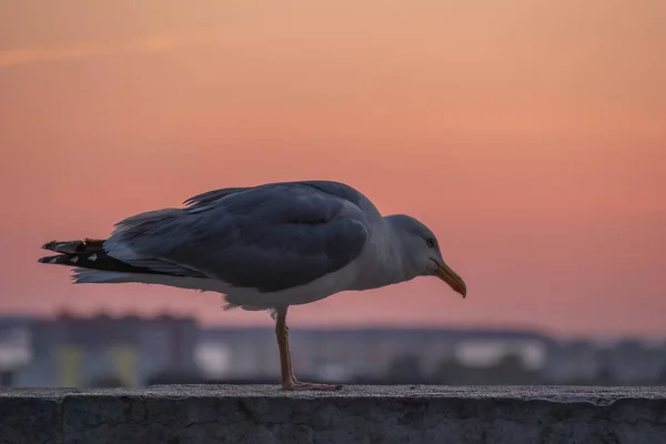 Gaivota Com Pôr Sol Fundo Cidade — Fotografia de Stock