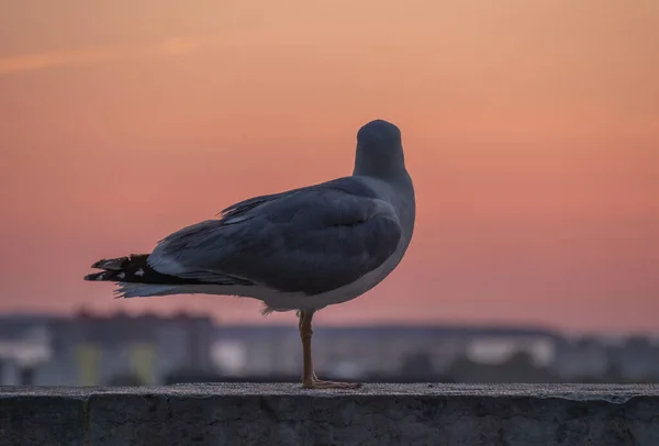 Gaivota Com Pôr Sol Fundo Cidade — Fotografia de Stock