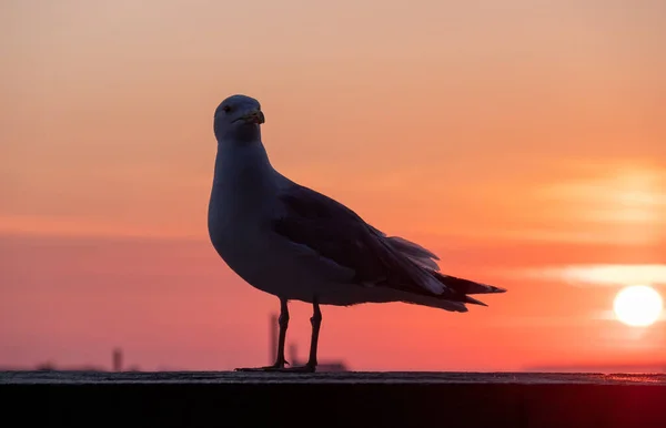 Seagull Sunset Background City — Stock Photo, Image